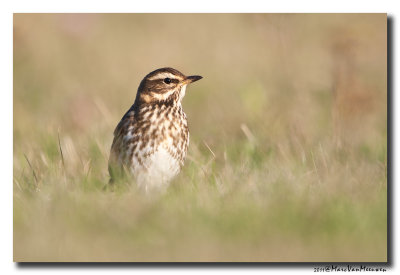Koperwiek - Redwing 20111016