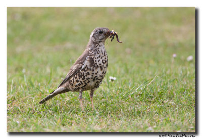 Grote Lijster - Mistle Thrush 06072009