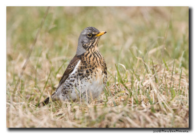 Kramsvogel - Fieldfare 20100311