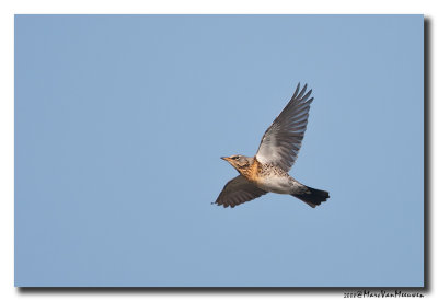 Kramsvogel - Fieldfare 20081029