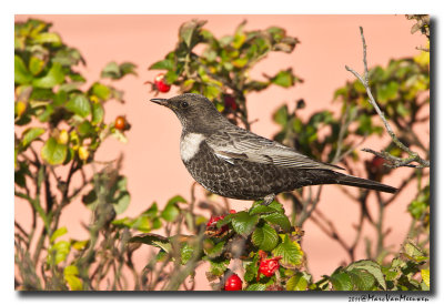 Beflijster - Ring Ouzel 20111015