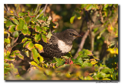 Beflijster - Ring Ouzel 20111015