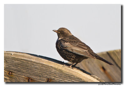 Beflijster - Ring Ouzel 20111015