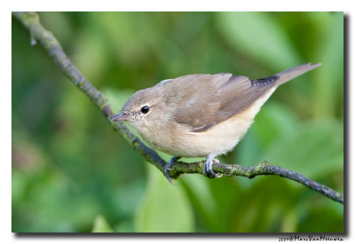 Tuinfluiter - Garden Warbler 20090715