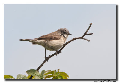 Braamsluiper - Lesser Whitethroat 20090604