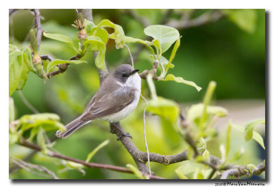 Braamsluiper - Lesser Whitethroat 20100506