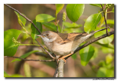 Grasmus - Whitethroat 20120504