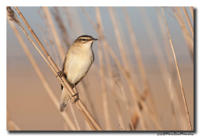 Rietzanger - Sedge Warbler 20080403