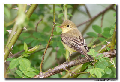 Spotvogel - Icterine Warbler 