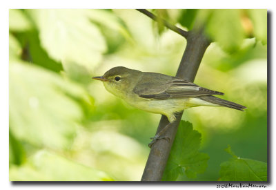 Spotvogel - Icterine Warbler 20120514