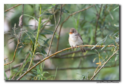Bosrietzanger - Marsh Warbler 20070623