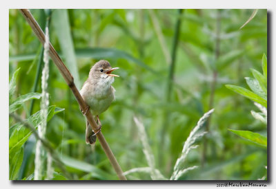 Bosrietzanger - Marsh Warbler 