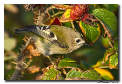 Goudhaan - Goldcrest 20111017