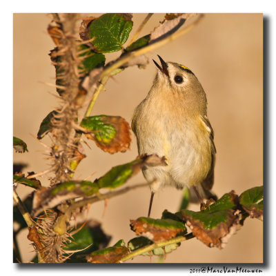 Goudhaan - Goldcrest 20111015