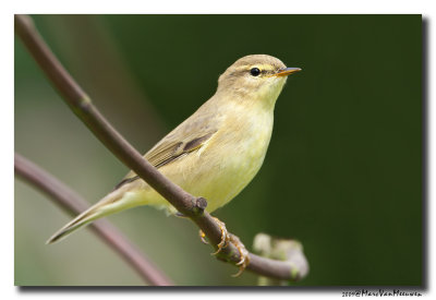 Fitis - Willow Warbler 