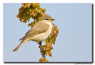 Fitis - Willow Warbler 20120507