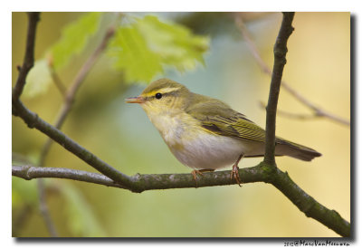 Fluiter - Wood Warbler 20120501