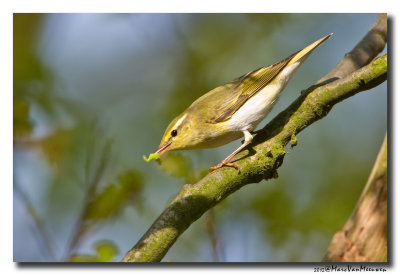 Fluiter - Wood Warbler 20120501