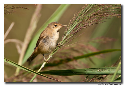 Kleine Karekiet - Reed Warbler 