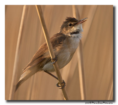 Kleine Karekiet - Reed Warbler 20080510