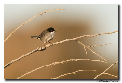 Kleine Zwartkop - Sardinian Warbler 20070320
