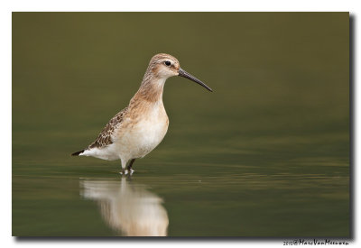 Krombekstrandloper - Curlew Sandpiper 2013