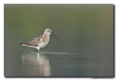 Krombekstrandloper - Curlew Sandpiper 2013