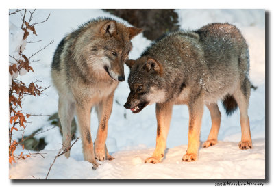 Grijze Wolf20110128