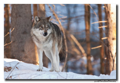 Grijze Wolf20110129