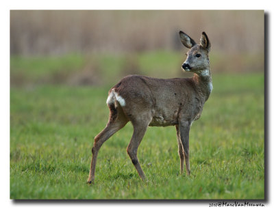 Ree - Roe Deer 20100404