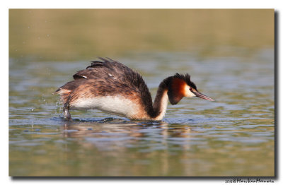 Fuut - Great Crested Grebe 20130608