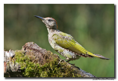 Groene Specht - Green Woodpecker 20130903