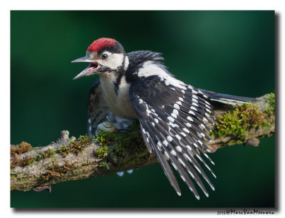 Grote Bonte Specht - Great Spotted Woodpecker 20130706