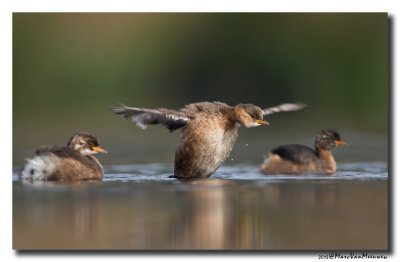 Dodaars - Little Grebe 20131008