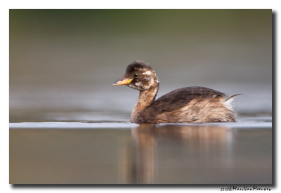 Dodaars - Little Grebe 20131008