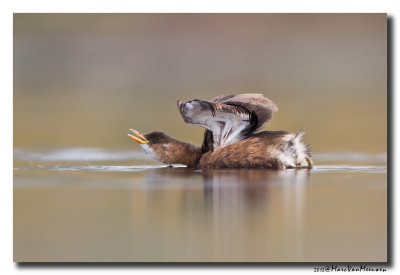 Dodaars - Little Grebe 20131008