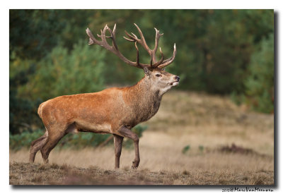 Edelhert - Red Deer 20130920