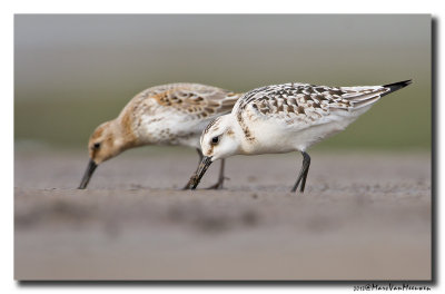 Drieteenstrandloper - Sanderling 20131004