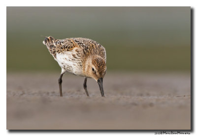 Bonte Strandloper - Dunlin 20131004