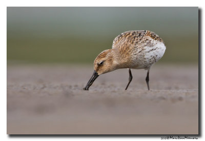 Bonte Strandloper - Dunlin 20131004