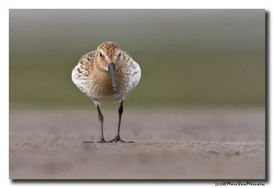 Bonte Strandloper - Dunlin 20131004