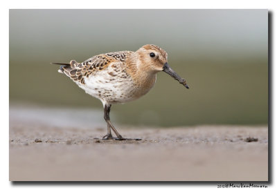 Bonte Strandloper - Dunlin 20131004 