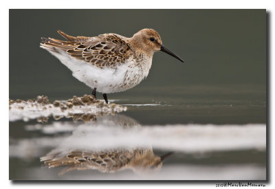 Bonte Strandloper - Dunlin 20131005