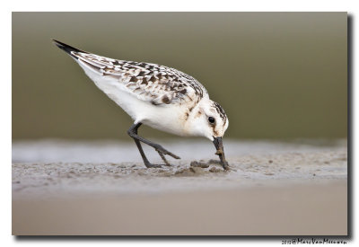 Drieteenstrandloper - Sanderling 20131004