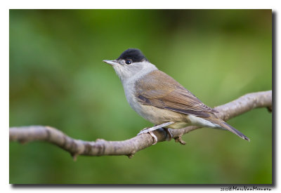 Zwartkop - Blackcap 20131003
