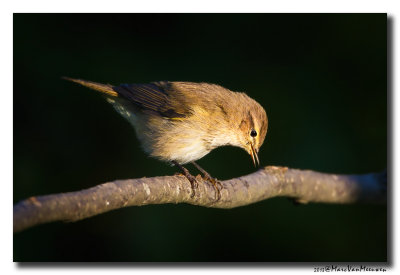 Tjiftjaf - Common Chiffchaff 20130930