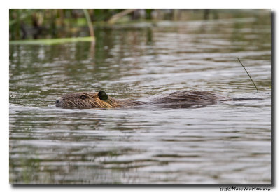 Beverrat - Nutria 20130530