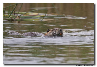 Beverrat - Nutria 20130530