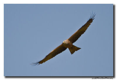 Zwarte Wouw - Black Kite 20130601 