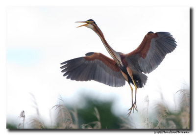 Purperreiger - Purple Heron 20130529